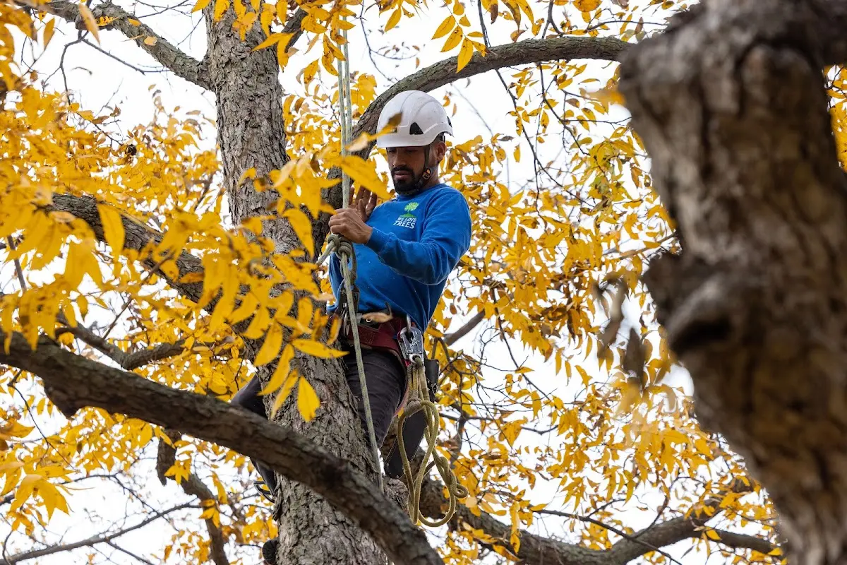 Skilled Tree Planting crew working in Canton